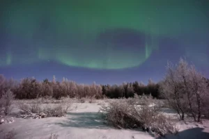 Luces del norte sobre un bosque nevado en Laponia, con auroras verdes en el cielo.