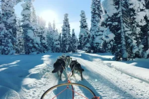 Paseo en trineo tirado por perros husky a través de un paisaje nevado bajo el sol.