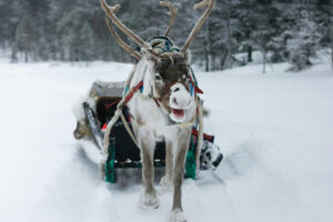 Reno tirando de un trineo en un sendero nevado entre árboles.