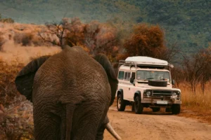 Elefante caminando por un camino de tierra frente a un coche de safari en Tanzania.