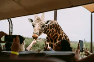 Jirafa comiendo de la mano de los visitantes desde un vehículo de safari.