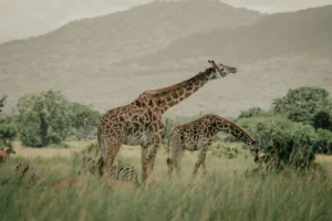 Dos jirafas caminando por la sabana de Tanzania, rodeadas de vegetación y montañas al fondo.