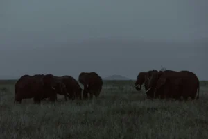 Grupo de elefantes caminando por la sabana al atardecer.